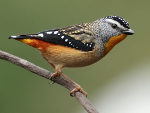 SPOTTED PARDALOTE