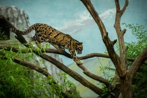 Jaguar, Angling Cat, Ocelot, Desert Cat, Snow Leopard, Panther, Cheetah