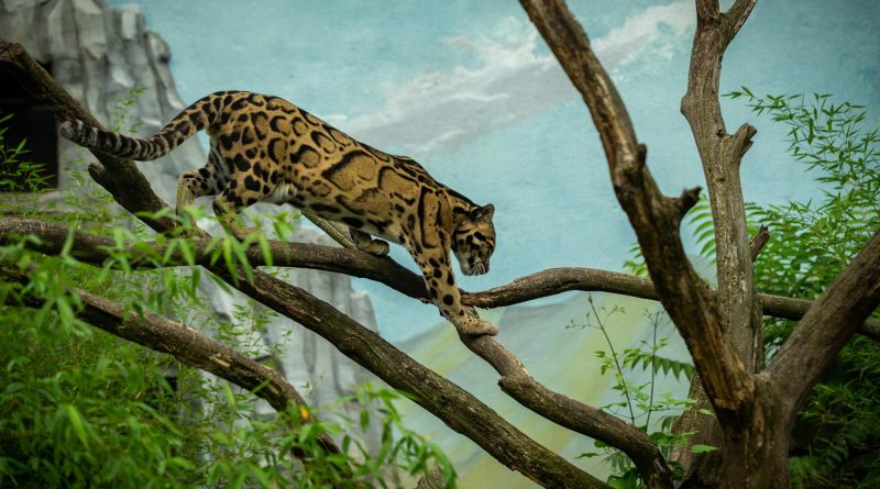 Jaguar, Angling Cat, Ocelot, Desert Cat, Snow Leopard, Panther, Cheetah