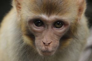 Training Potty Teaching Your Pet Monkey