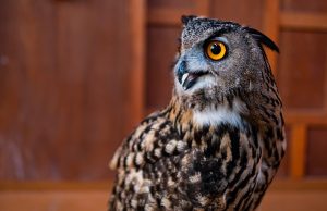 owl sound