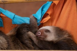 Sloths are Interesting and fun Pet