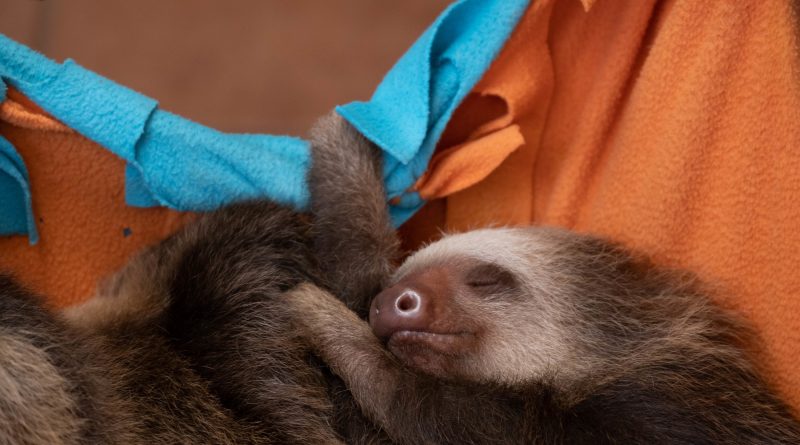 Sloths are Interesting and fun Pet
