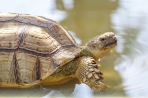 Tortoise's Health
