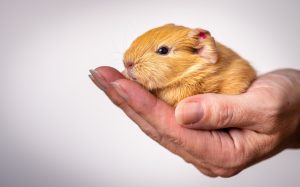 guinea pig as a pet