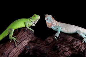Pet Reptiles for Beginners to Keep