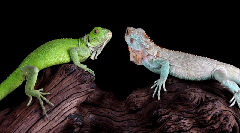 Pet Reptiles for Beginners to Keep