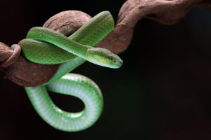 Maintain Snakes As Pets For Newbies