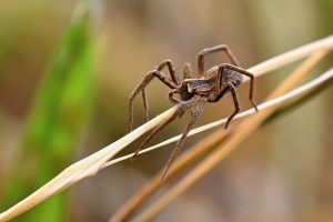 Keeping Tarantulas as A Novice