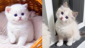 Ketty as pet