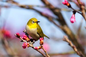 Bird as pet