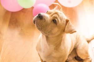 Puppy as pet