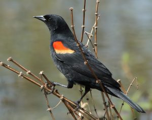 red-winged blackbirds.