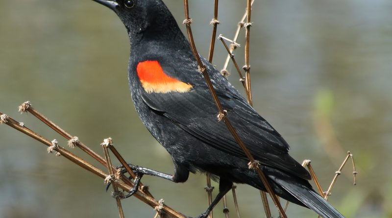 red-winged blackbirds.