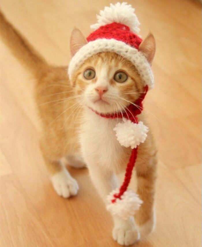 Tiny Fizzy’s Incredible Yarn-Made Santa Hat