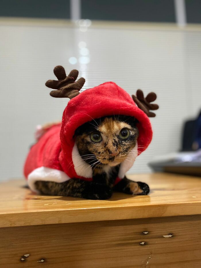 Tortie, Who This Year Resigned To Her Reindeer Costume