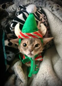 Santa’s Little Assistant