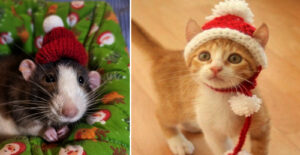 Cute Pets Get Ready For Christmas