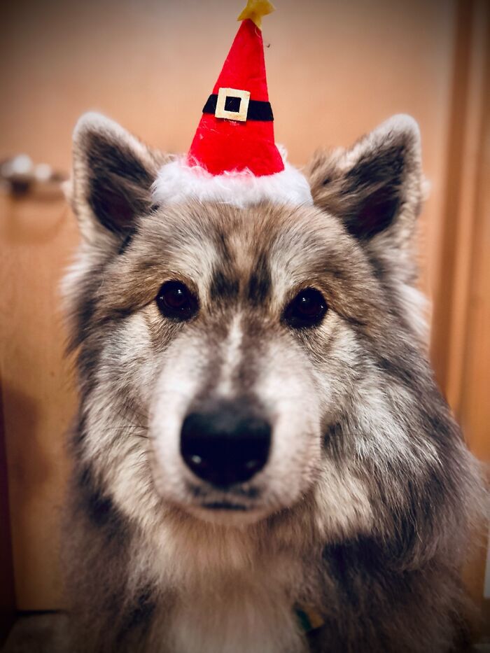 Certainly Listed as a Good Boy by Santa