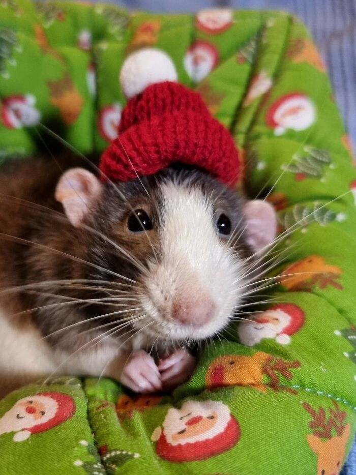 Topher, my gorgeous dumbo rat, savoring every second of our final Christmas spent together. That cute little rat hat