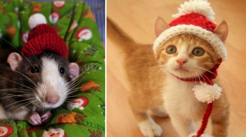 Cute Pets Get Ready For Christmas