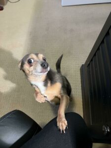 Attempting to Work, Foiled by This