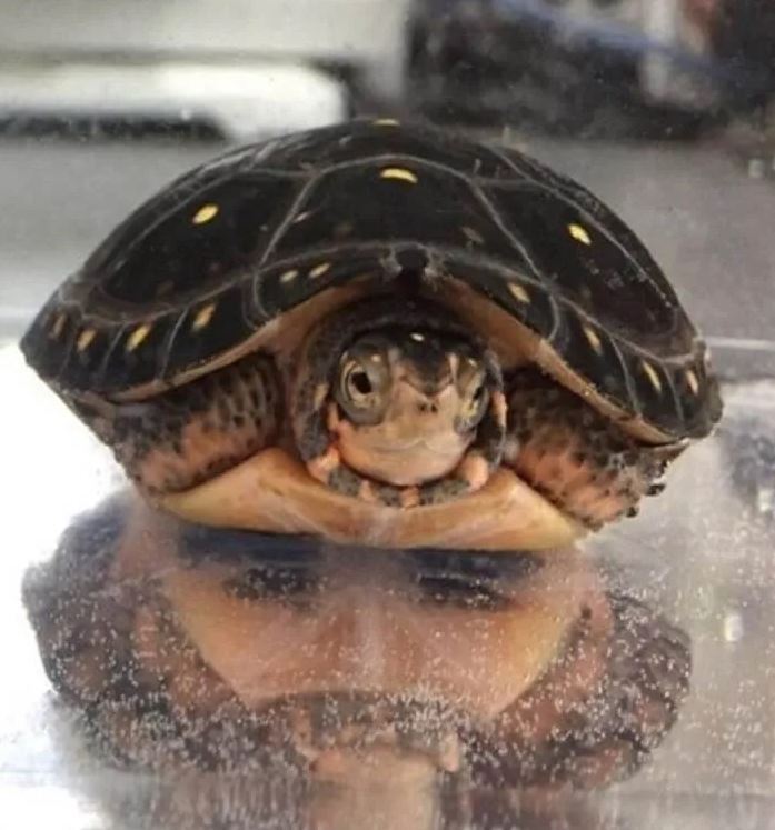 Turtle Man