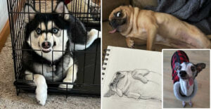 Amusing Canine Antics: Top 10 Funny Dogs Puzzling Their Owners