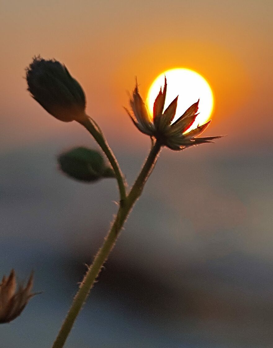 Blooming Sunflower