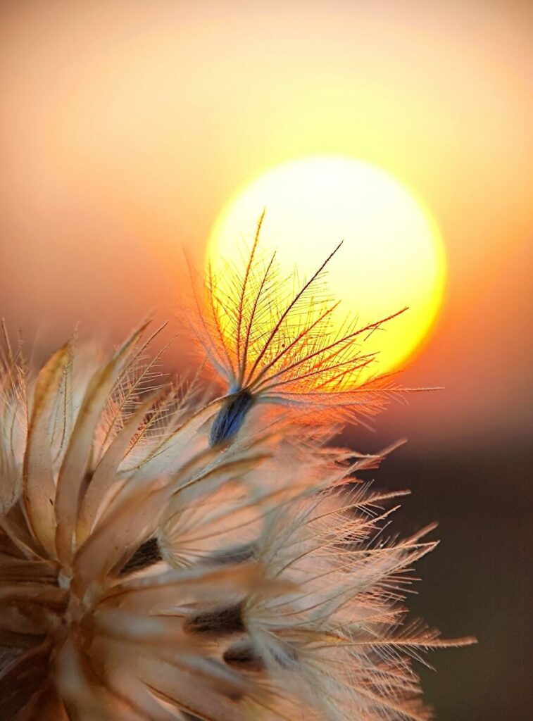 Sunset wing Flower