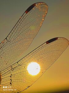 Wings Glows