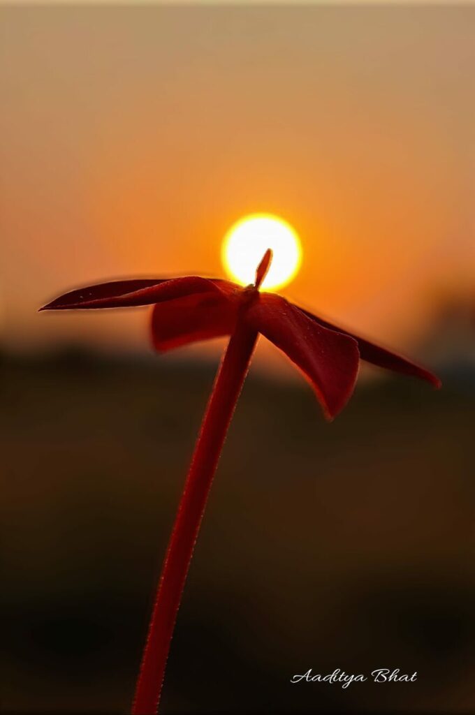 Red Flower